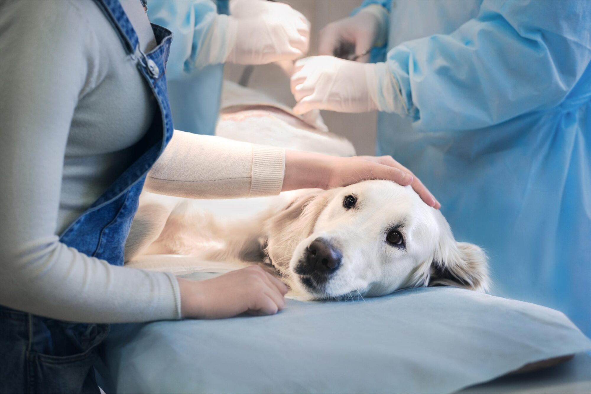 pet surgery.