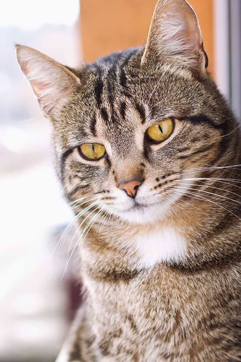 Cat Portrait