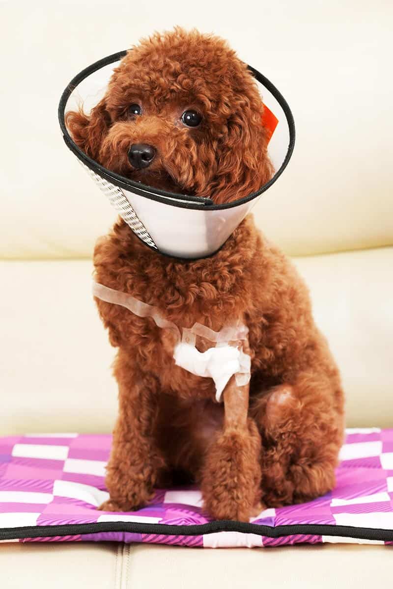 Poodle