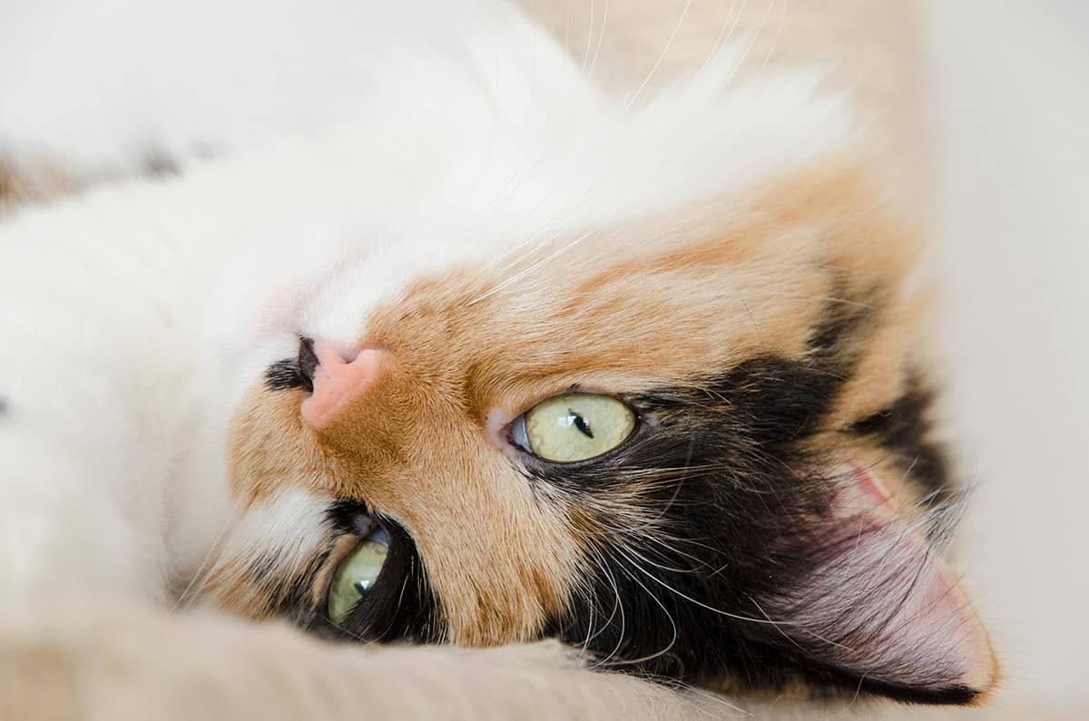 Cat Relaxing