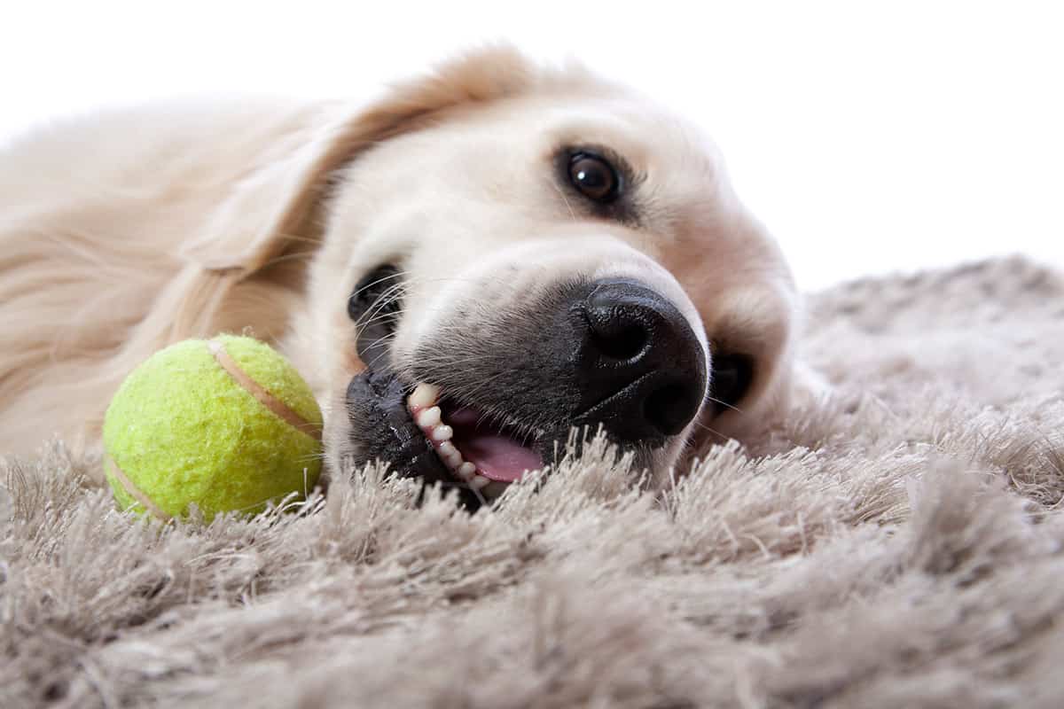 Dog and Tennis Ball