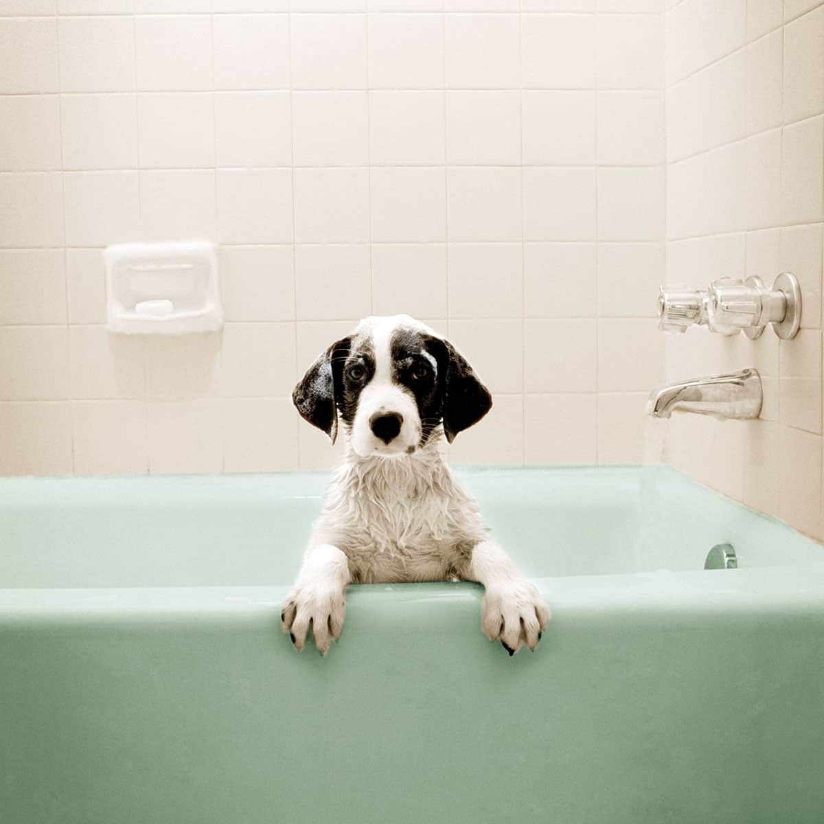 Puppy in Bathtub