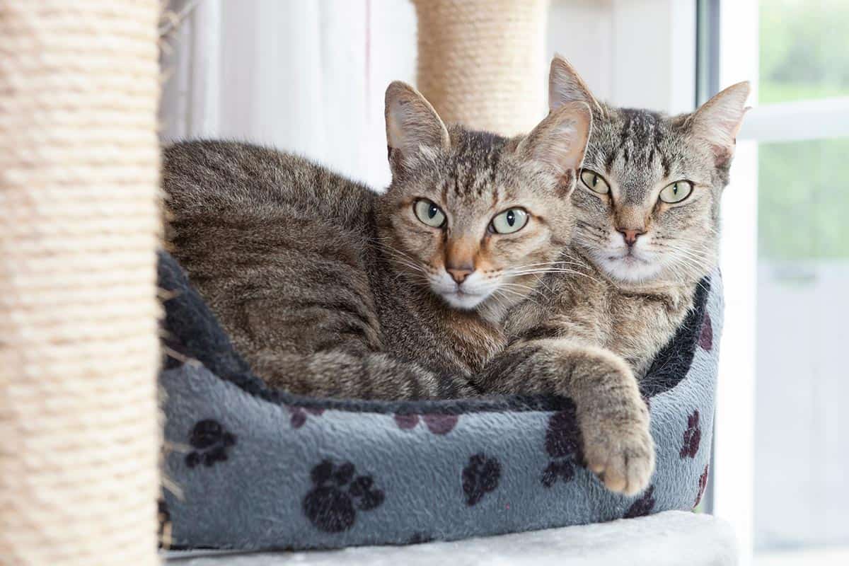 Senior Cats