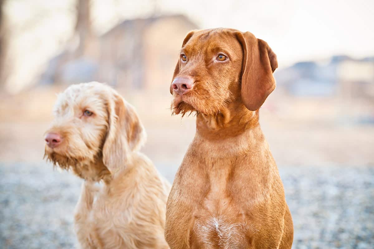 Two Adult Dogs