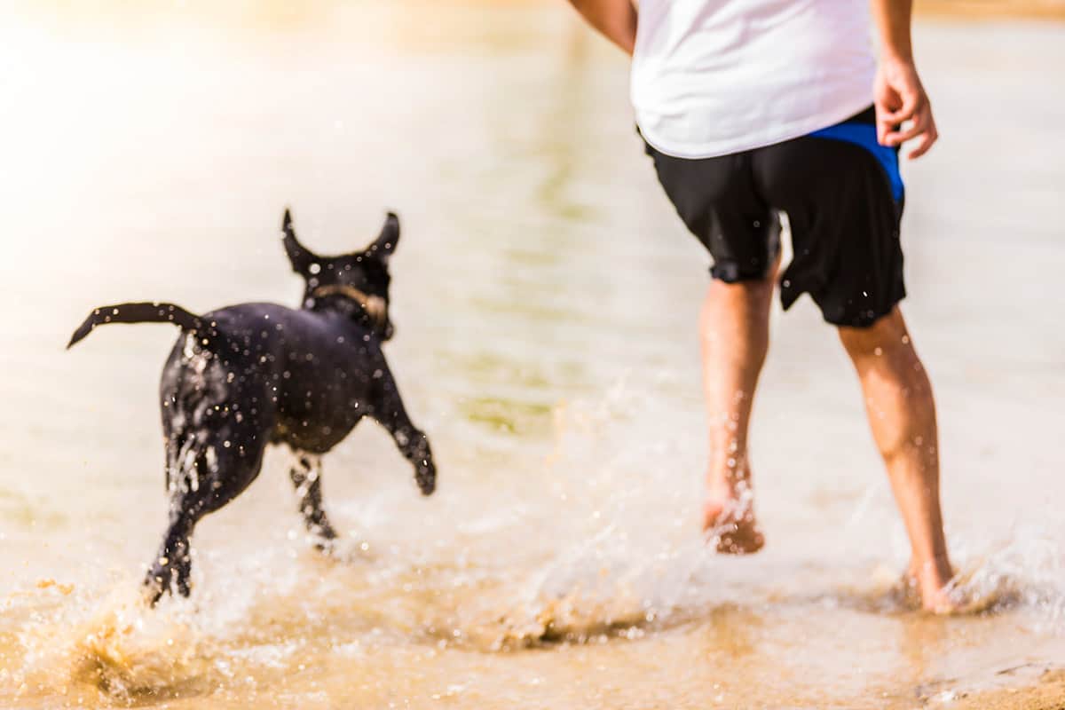 Dog and Owner Playing at the Beach