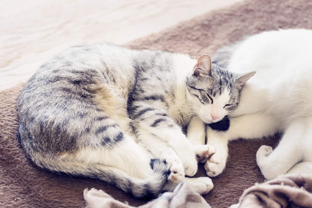 Sleeping Cats